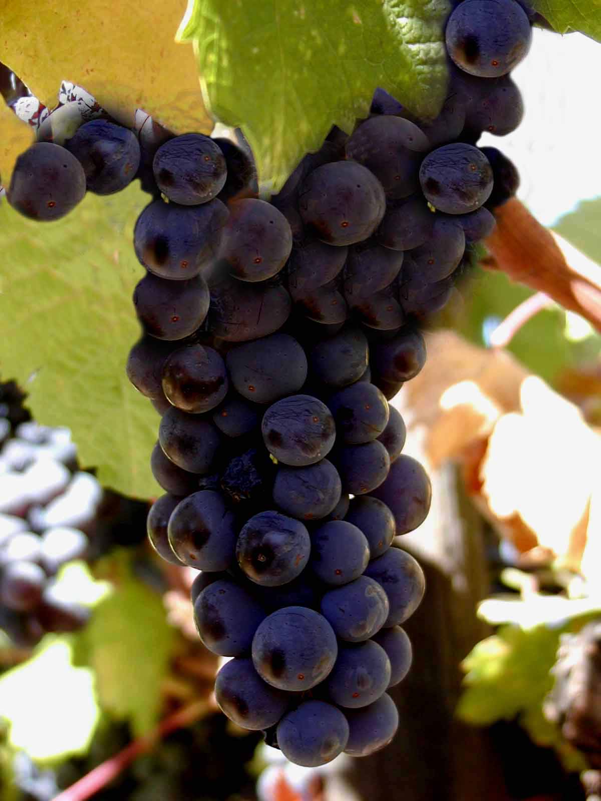 Tigrai State investing in vineyards