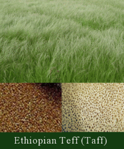 Teff Company