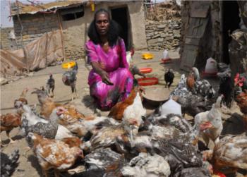 Abrehet in her house and many chicken - Tigrai Online