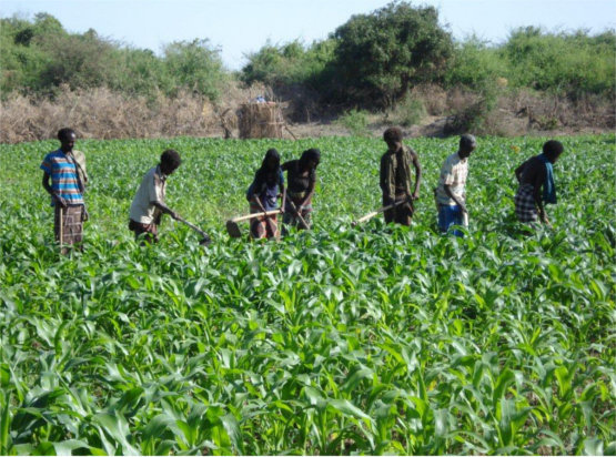 Irrigated corn field in Afar state, northern Ethiopia