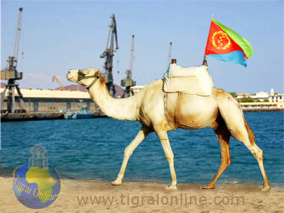 Assab port abandoned by Ethiopia is a watering hole for the camels and desert rats