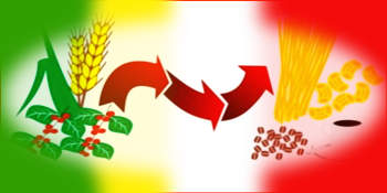 Ethio-Italian Cooperation supports the booming of durum wheat in Ethiopia