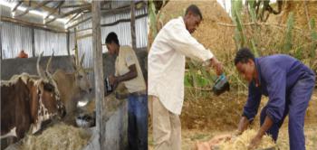 kidan Girmay, a single 23 in his livestock fattening farm - Tigrai Online
