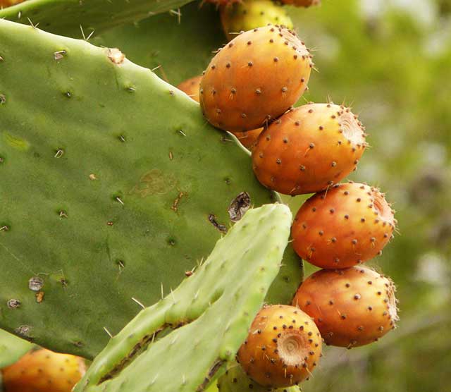 Cactus pear is widely spread in the northeastern Tigrai state of Ethiopia