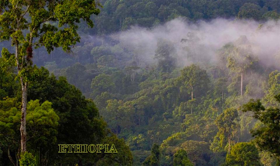 Ethiopian Environmental Accountability