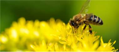 Bee business in Tigrai Ethiopia - Tigrai Online